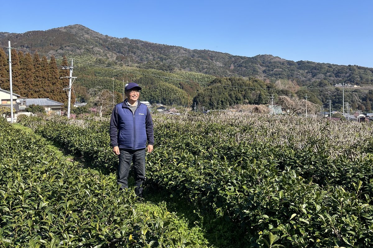 脊振山を背に広がる栄西茶の茶畑